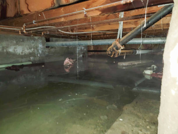 Best Water damage contractors near me  in Rupert, WV